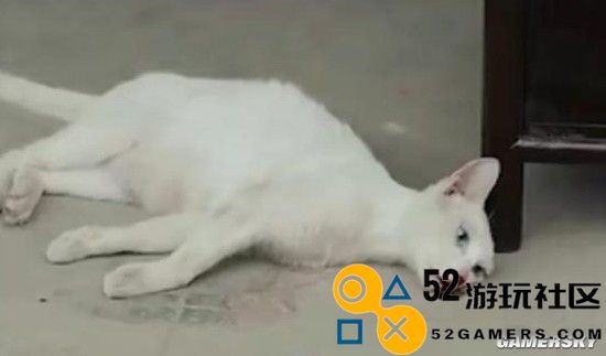 21年间“虐猫”事件热搜狂潮于正新剧《当家主母》曝小白猫案件细节
