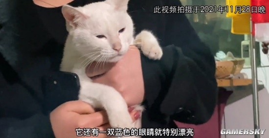 21年间“虐猫”事件热搜狂潮于正新剧《当家主母》曝小白猫案件细节