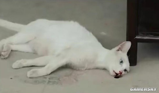21年间“虐猫”事件热搜狂潮 于正新剧《当家主母》曝小白猫案件细节