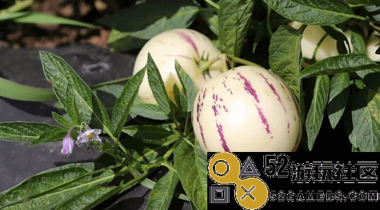 《黑神话》新图细节探讨：壶为元青花设计，果实或为珍稀人参果象征