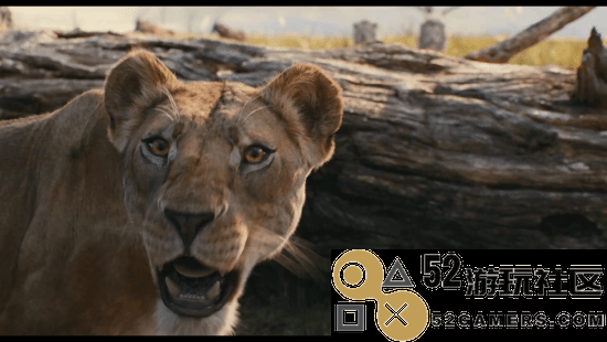 狮子王前传电影《木法沙传奇》正式预告惊艳亮相！定档12月20日精彩上映