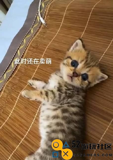 纯奶猫咪完美出装秘籍（轻松打造无敌输出，助你快速上分）