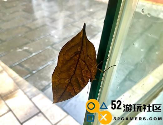 猴子巅峰对决（深入解析猴子的强大装备搭配策略与实用技巧）