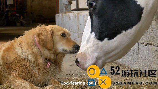 《黑袍》整活：鞭炮介绍祖国人最爱的美国牛奶