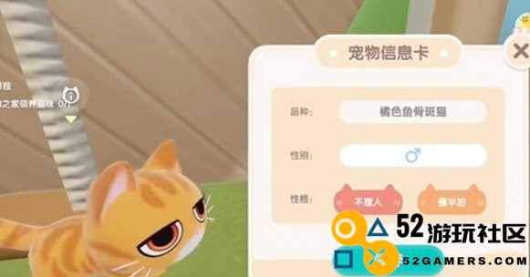 心动小镇宠物猫的饲养技巧与注意事项详解