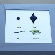 如何在Escape Room圣诞节水族馆中成功通关，攻略与技巧全解析