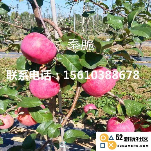 原神哪里卖苹果