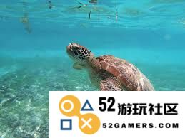 哪些海洋生物在生活中必须定期浮出水面以进行换气，保持生命活动的正常进行